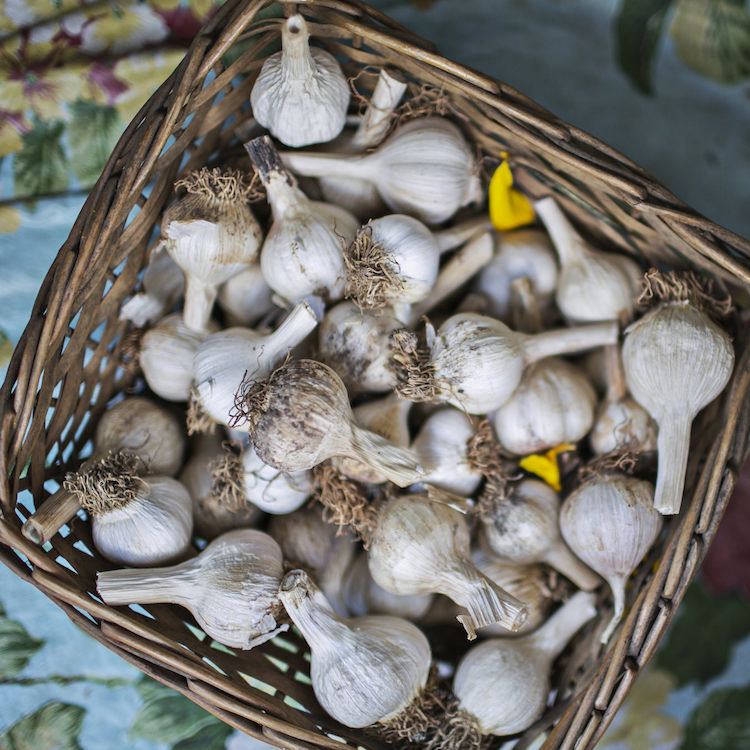 Picture of local garlic